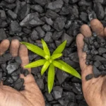 A Greener Charcoal: The Future of Sustainable Energy